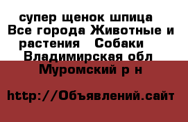 супер щенок шпица - Все города Животные и растения » Собаки   . Владимирская обл.,Муромский р-н